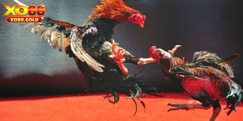 Đá Gà Campuchia - Sân Chơi Hấp Dẫn Dành Cho Hội Viên XO88