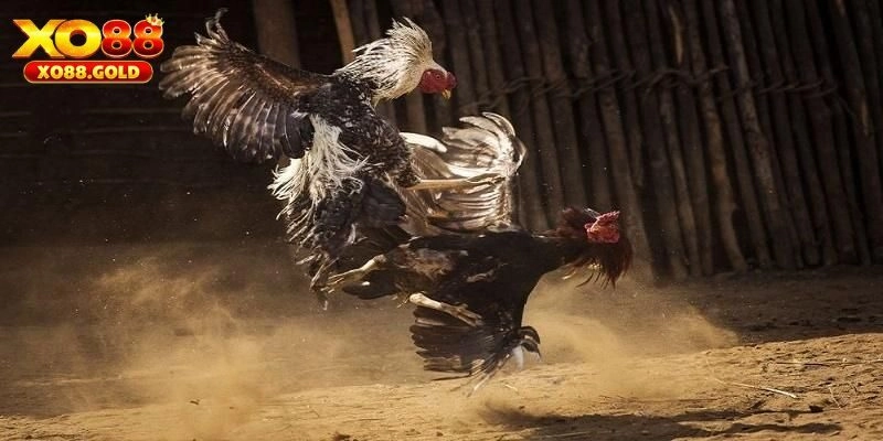 Đá Gà C2 - Giải Đấu Hấp Dẫn Tại Nhà Cái XO88, Nhiều Kèo Hay