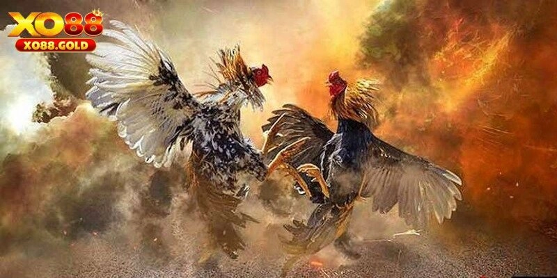 Đá Gà C1 - Quy Định, Cửa Cược Và Các Loại Hình Phổ Biến