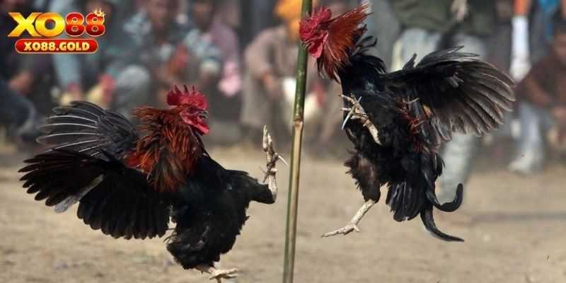 Trực Tiếp Đá Gà XO88 - Mang Lại Trải Nghiệm Tuyệt Vời