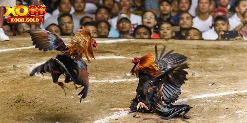 Đá Gà Mỹ XO88: Sức Hấp Dẫn Không Thể Chối Từ